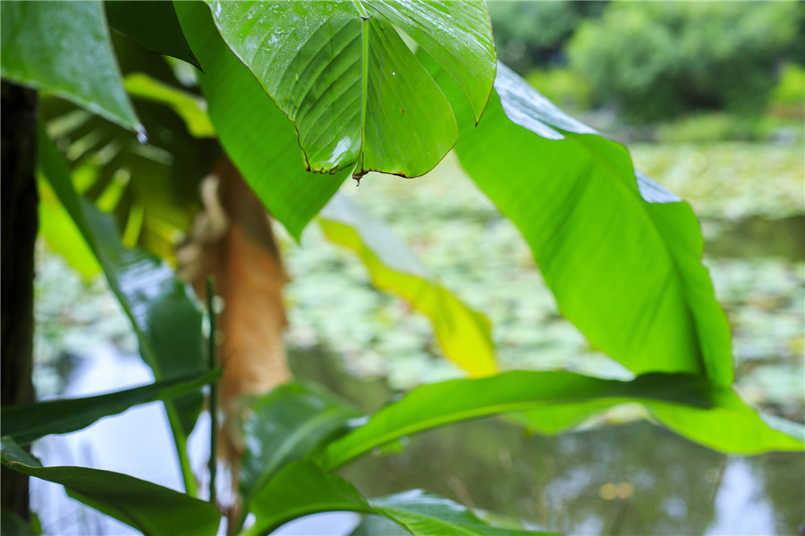 攝圖網(wǎng)_500667005_banner_芭蕉葉（非企業(yè)商用）.jpg